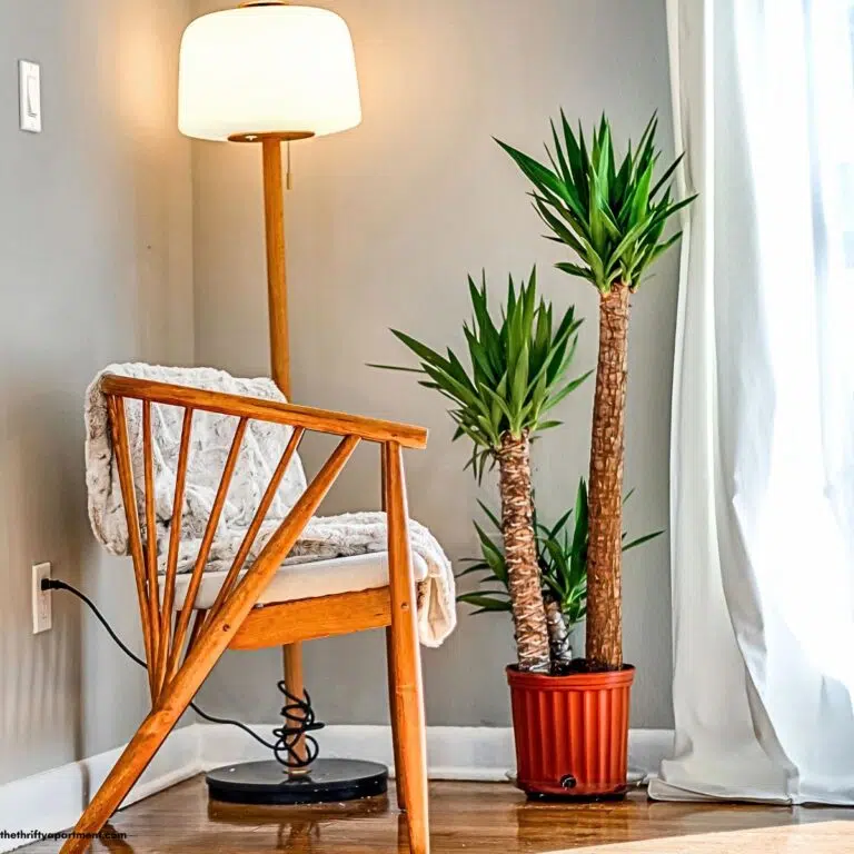 houseplant next to chair