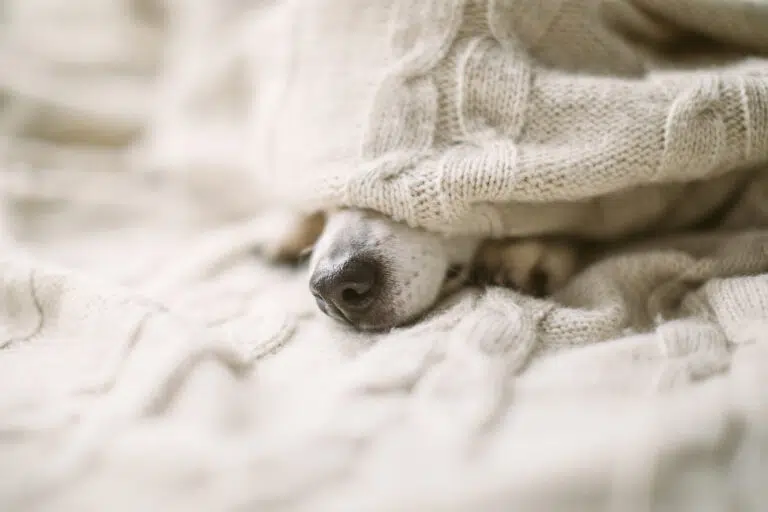 dog nose under the blanket. Cozy home recovering. Dog nose. Taking care of weak friend