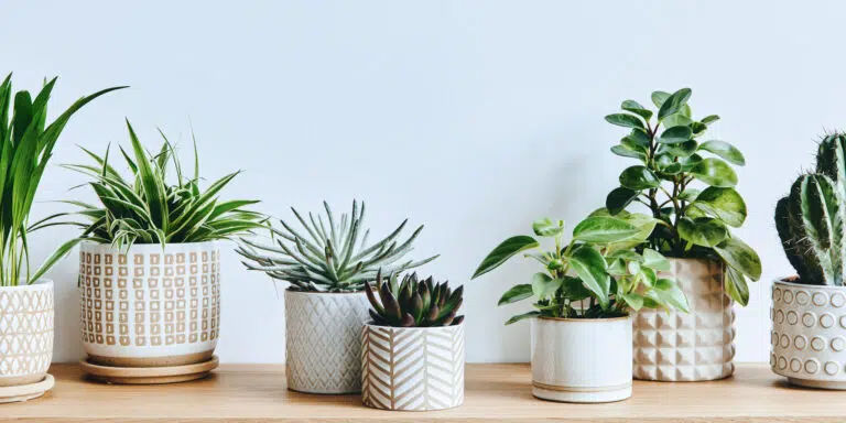 Stylish composition of home garden interior filled a lot of beautiful plants, cacti, succulents, air plant in different design pots. Home gardening concept Home jungle.