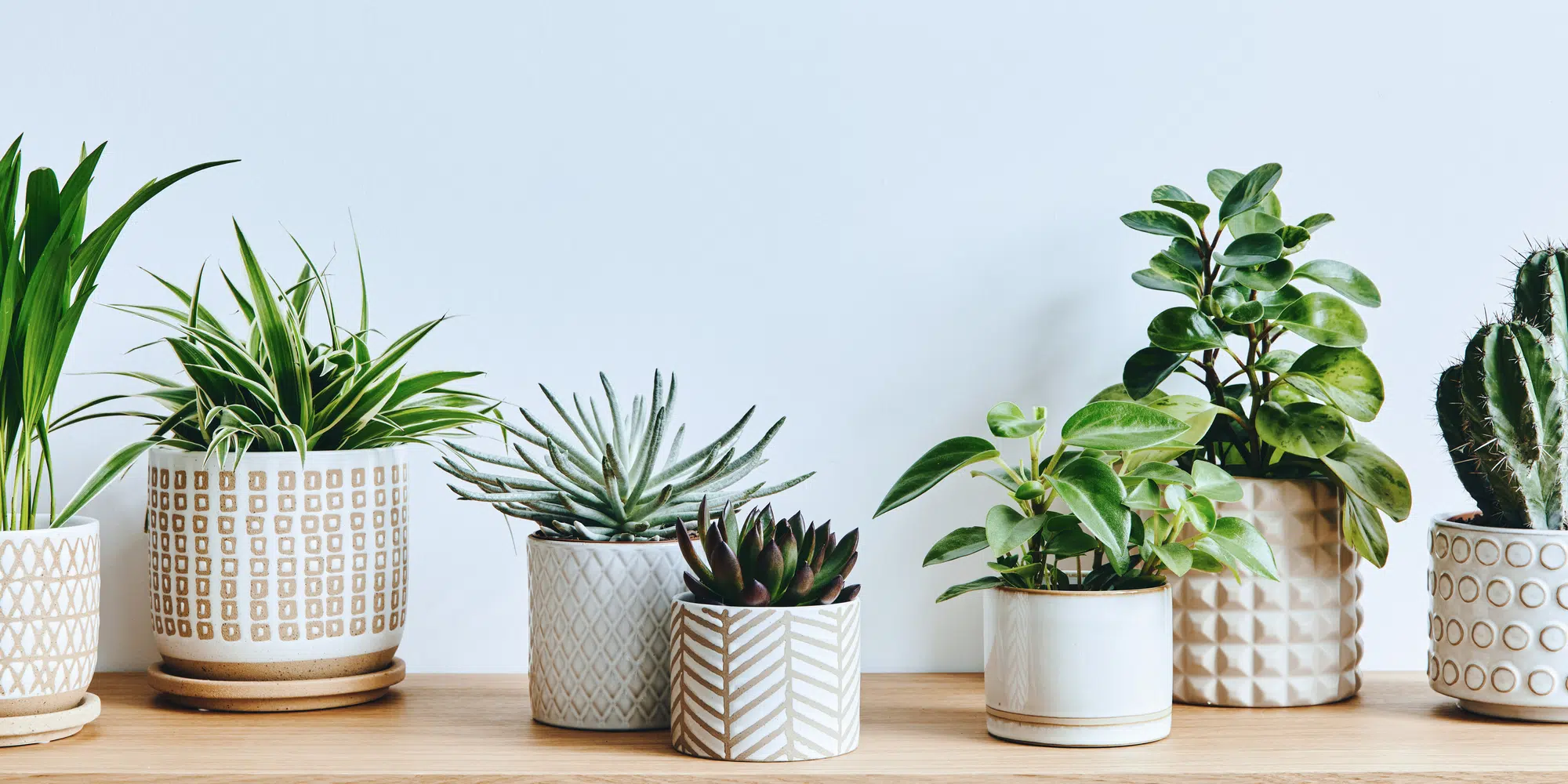 Stylish composition of home garden interior filled a lot of beautiful plants, cacti, succulents, air plant in different design pots. Home gardening concept Home jungle.