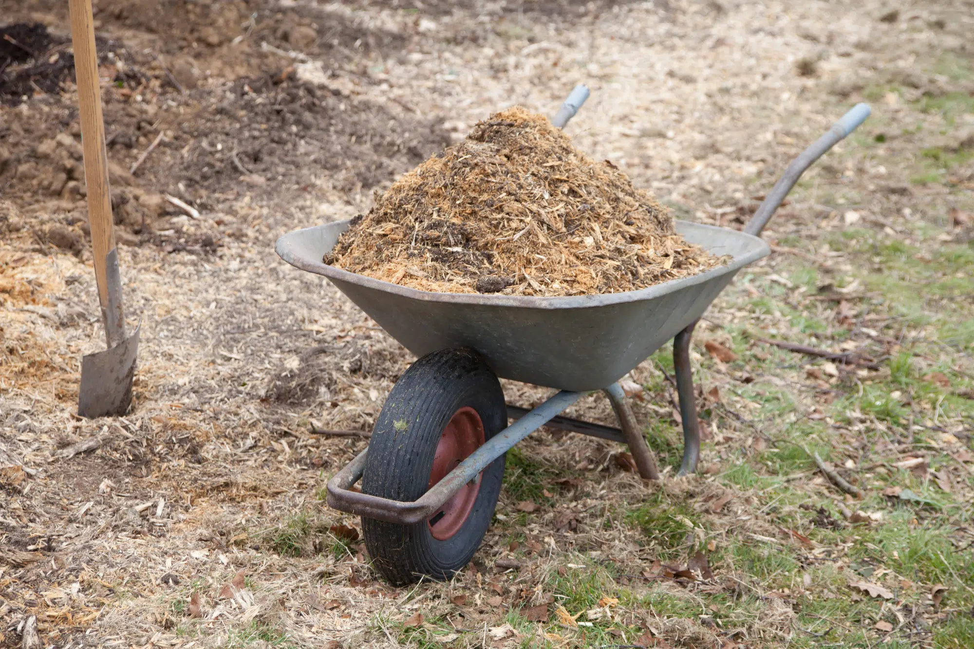 wood mulch sawdust in wheelbarrow