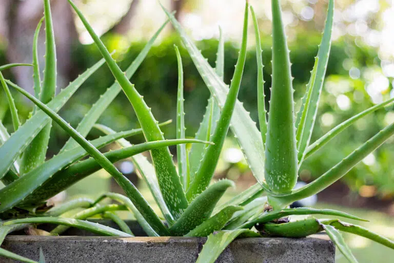 15 Stunning Succulents That Keep Your Garden Looking Great Year-Round