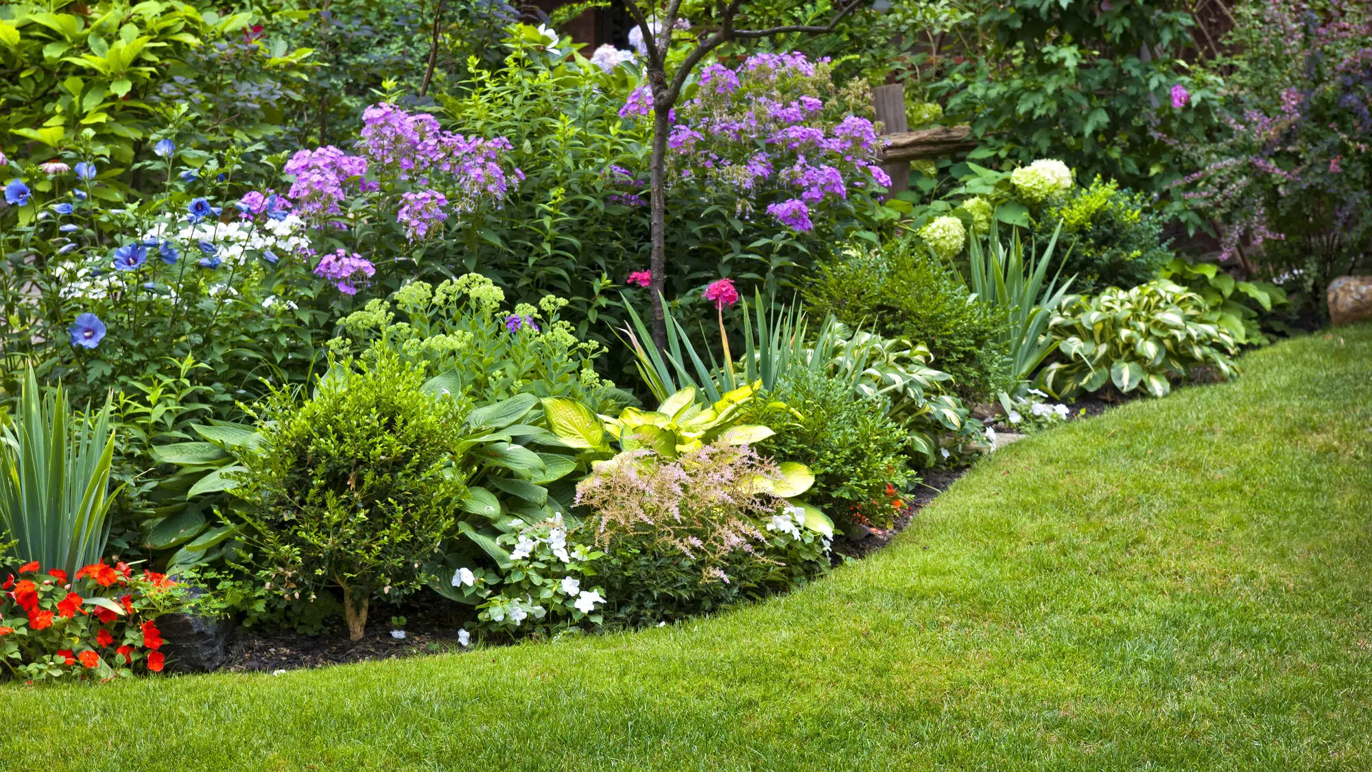 lawn garden shrubs