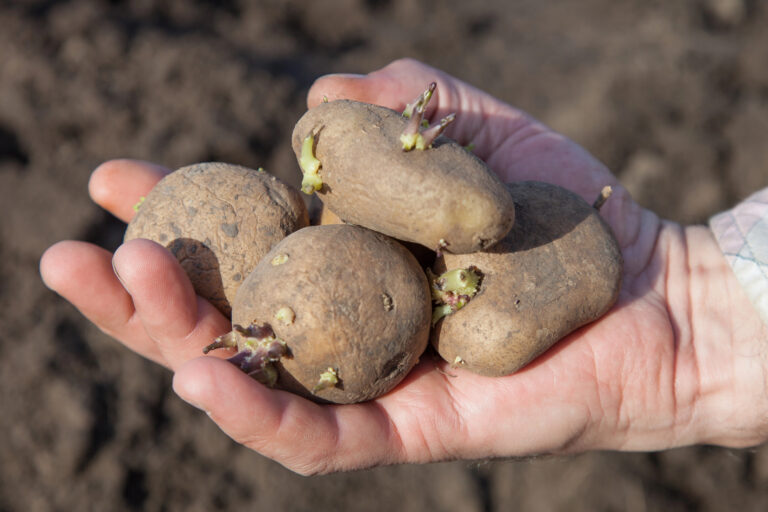 What You Should Know About Potatoes That Start Growing Sprouts