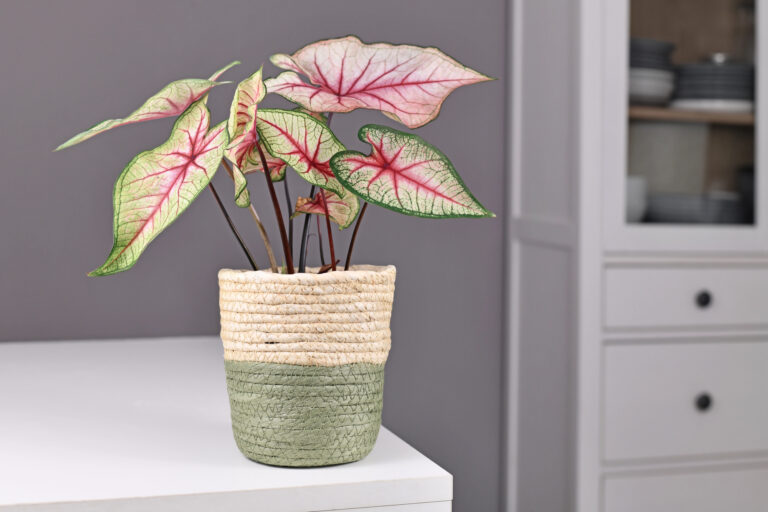19 Colorful Houseplants That Quietly Double as Decor and Feel Like a Design Choice, Not an Afterthought