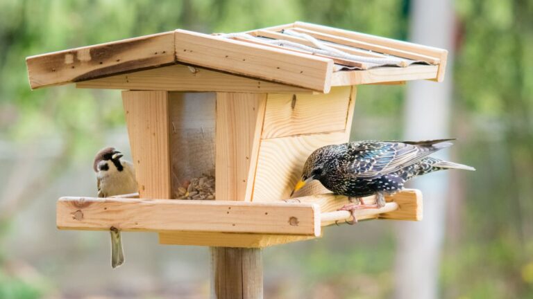 The Secret to Attracting More Birds Might Be in Your Feeder