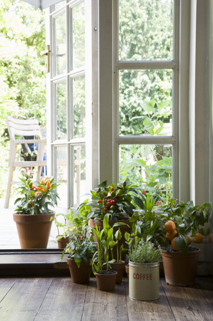 Potted plants in house