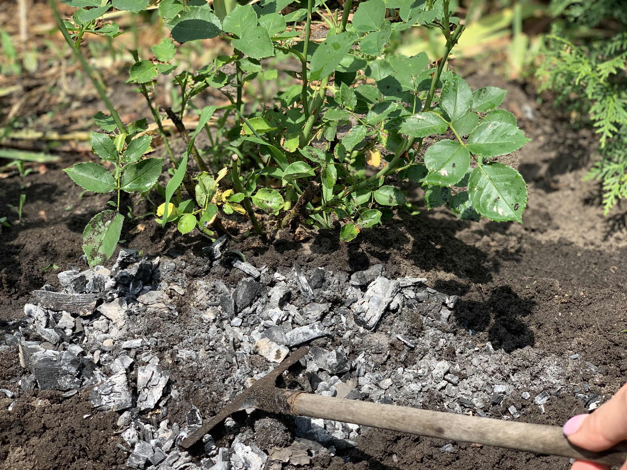 wood ash in garden