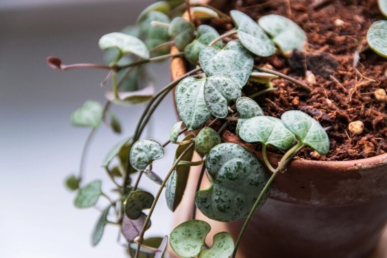 string of hearts