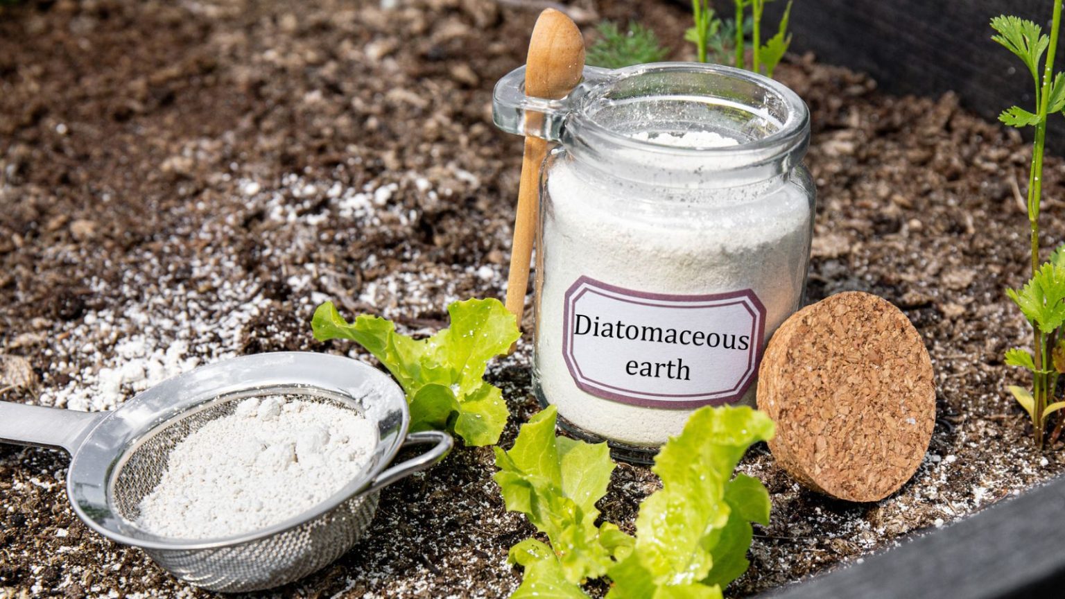 diatomaceous earth