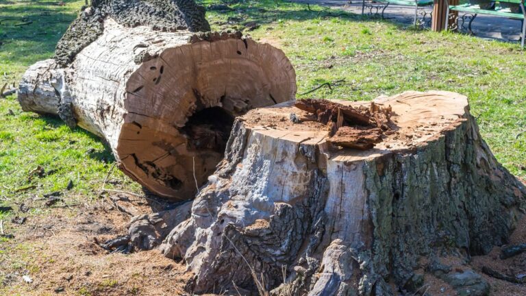 If a neighbor’s tree falls on your home in California, who is responsible?