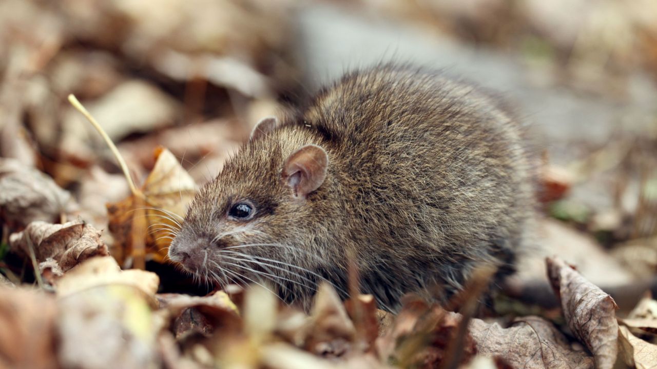 rat in the garden with leaves