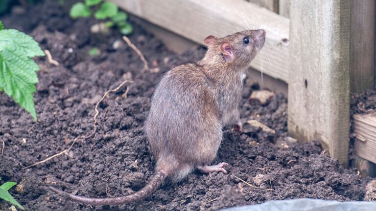 These Small Habits Attract Mice, Rats, and Other Rodents to Your Yard