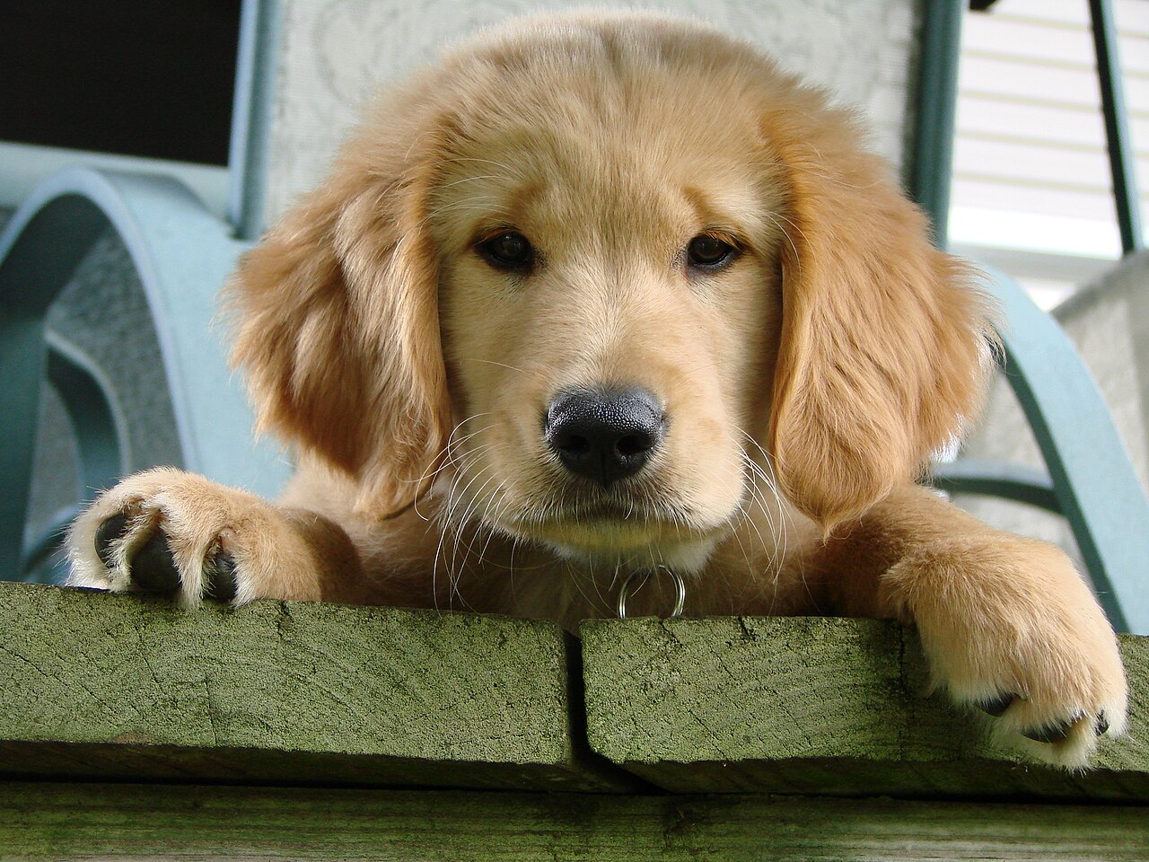 1280px Callie the golden retriever puppy 1
