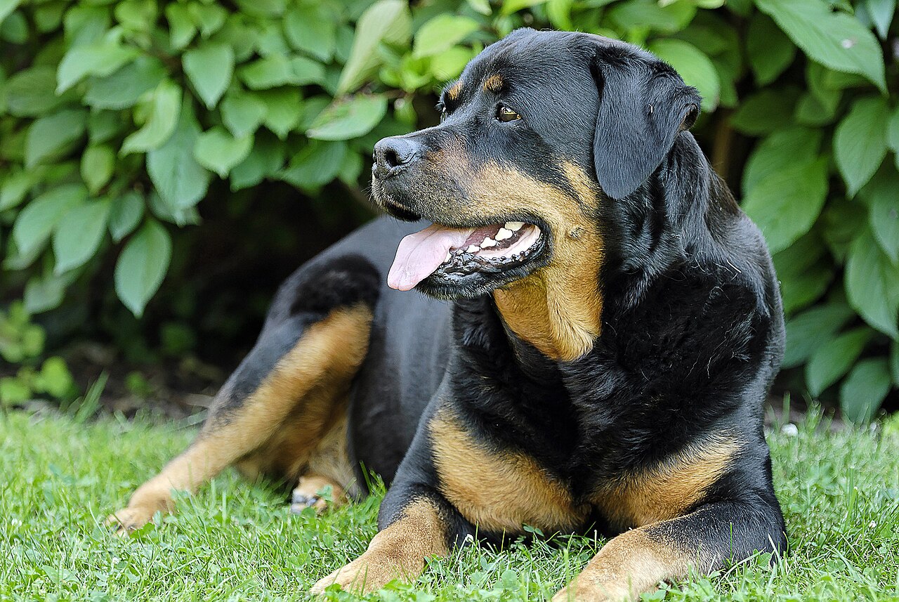 Rottweiler