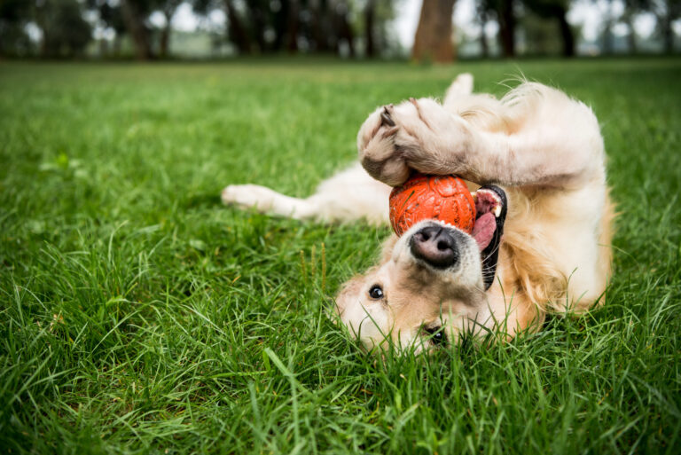 Selective focus of golden retriever dog playing with rubber ball on green lawn — Photo