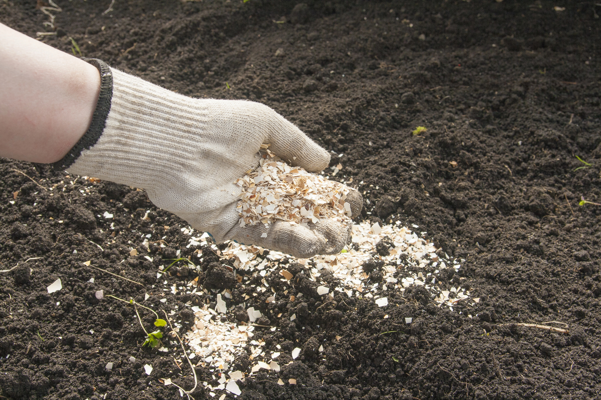 crushed eggshells garden