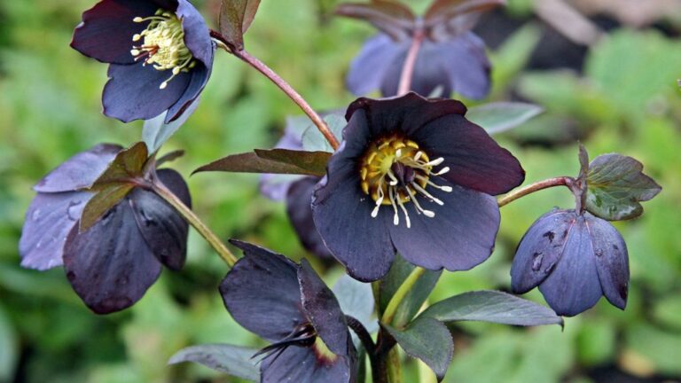 14 Wildly Unusual Perennials You Don’t See in Many Gardens