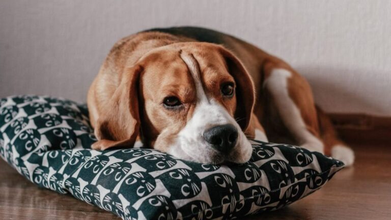Beagle