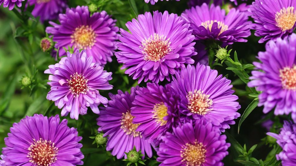 aster flower