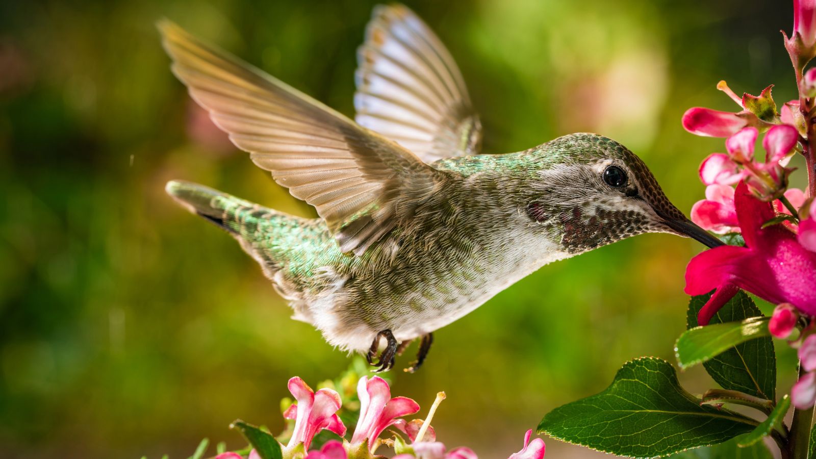 hummingbird with flower