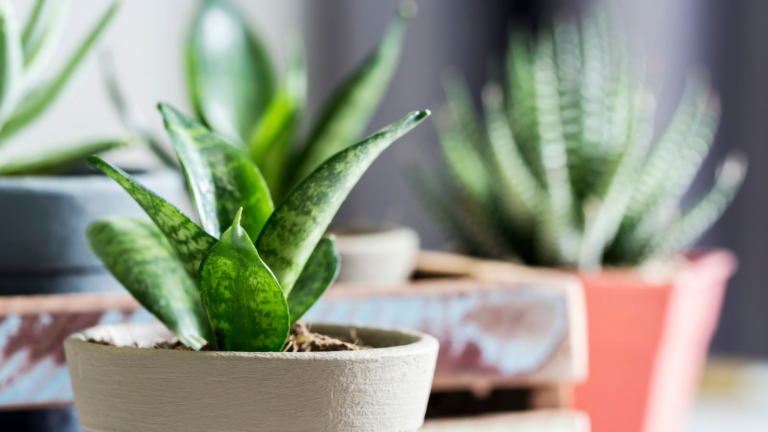 10 Low Maintenance Indoor Plants That Do Well in Small Apartments