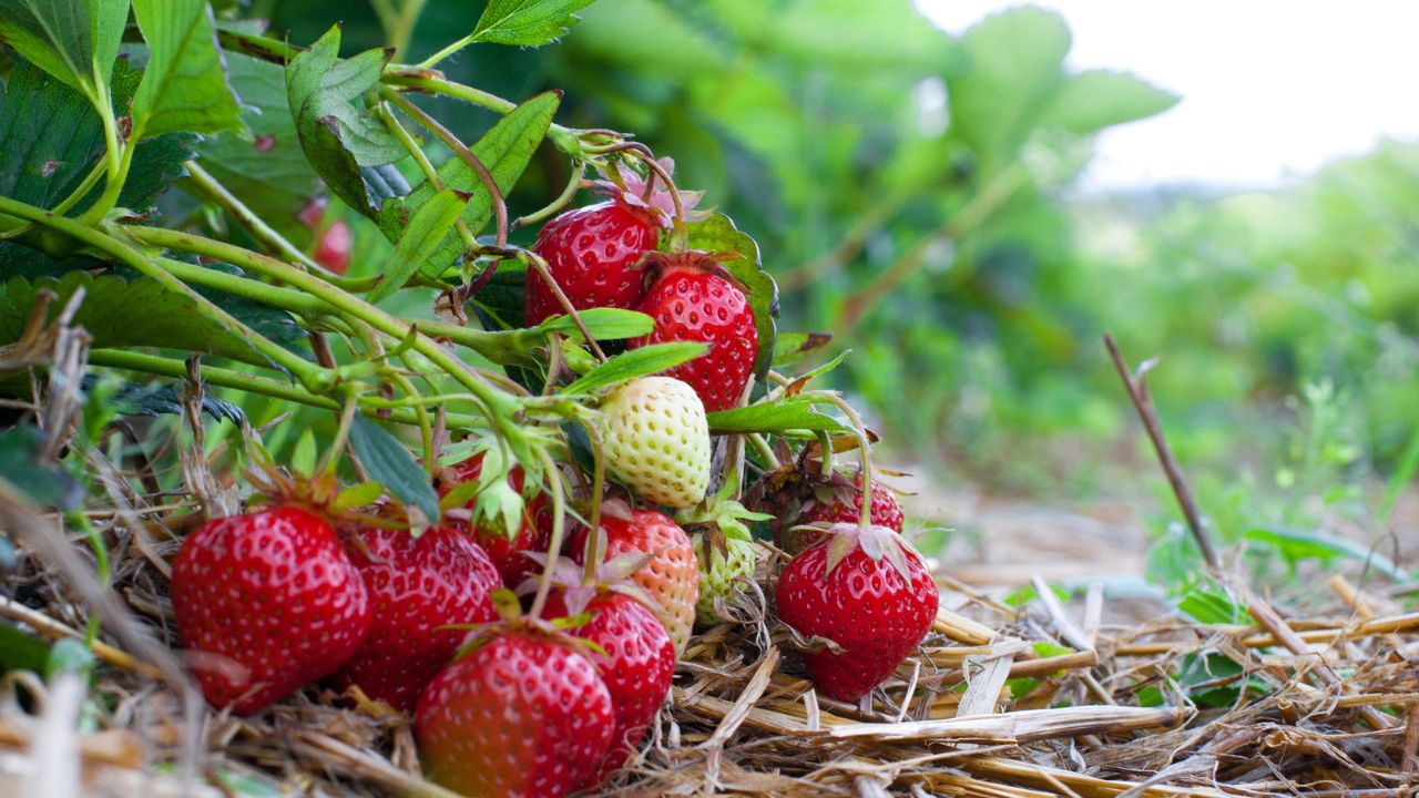 overgrowing strawberries
