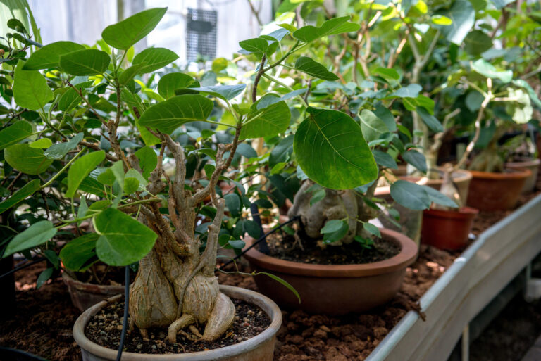 bonsai plants
