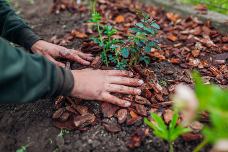 man mulching garden