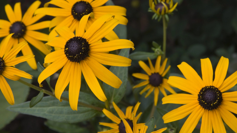 18 Disease-Resistant Plants That Are Easy to Grow