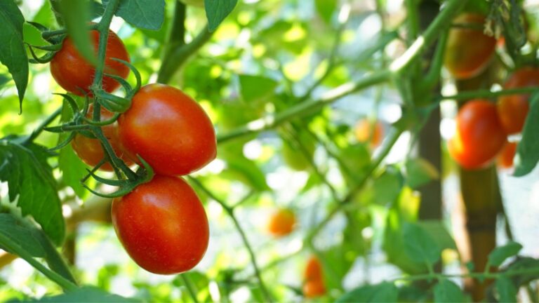 10 Tomato Growing Tricks That Lead to a Garden Full of Fruit