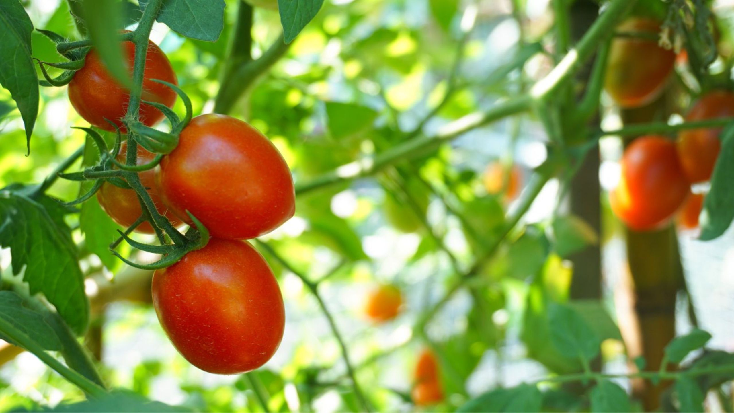tomato growing