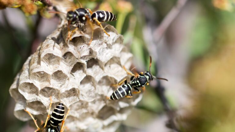 Wasps Are Out in Full Force—Here’s How to Keep Them Away Without Calling Pest Control
