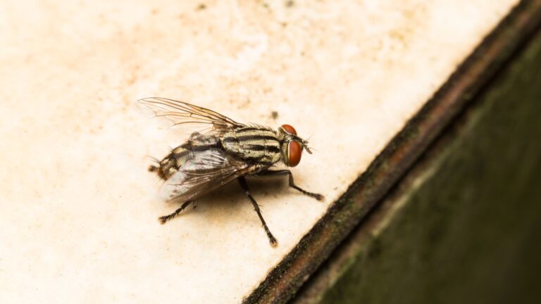 Tired of Swatting Flies? 16 Things You Can Do to Keep Them Away All Summer