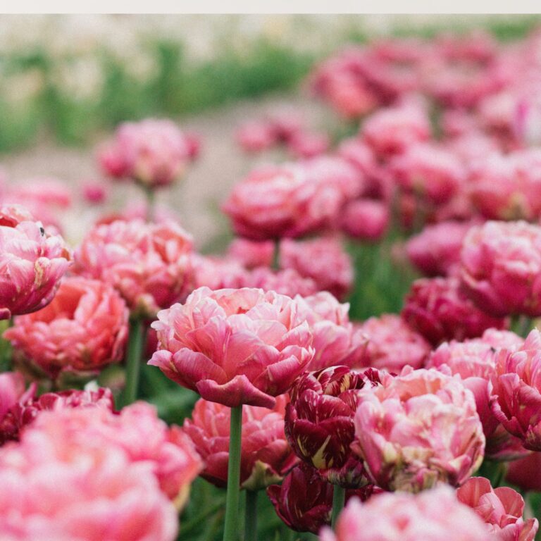Plant These 23 Colorful Perennials Once and Enjoy Years of Gorgeous Blooms