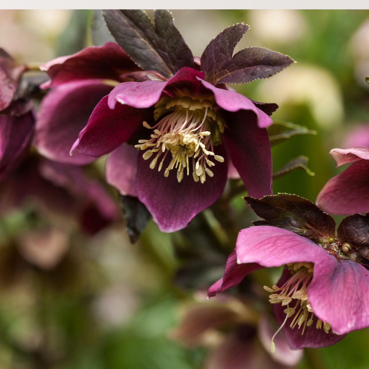 Lenten Rose 2