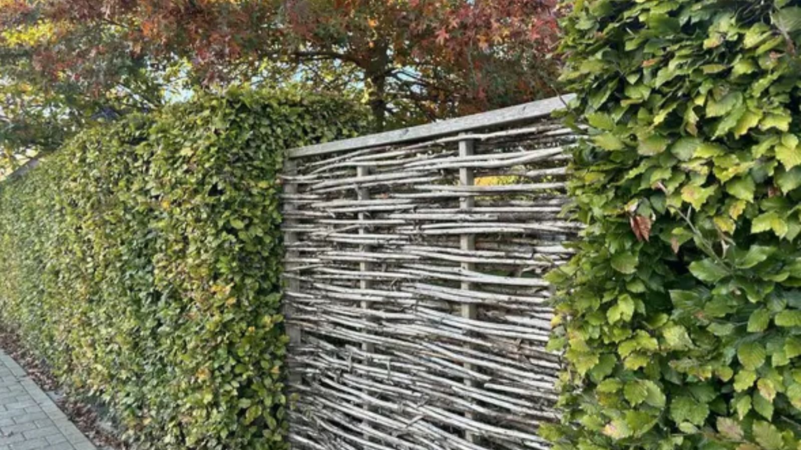 Plant a Hedge for a Natural Barrier