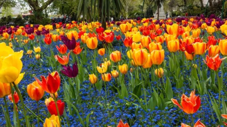 12 Beautiful Flowers That Mark the Arrival of Spring