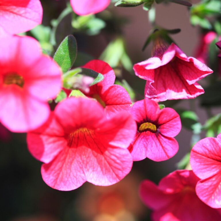 15 Stunning Cascading Flowers That Will Have Your Containers Overflowing With Color