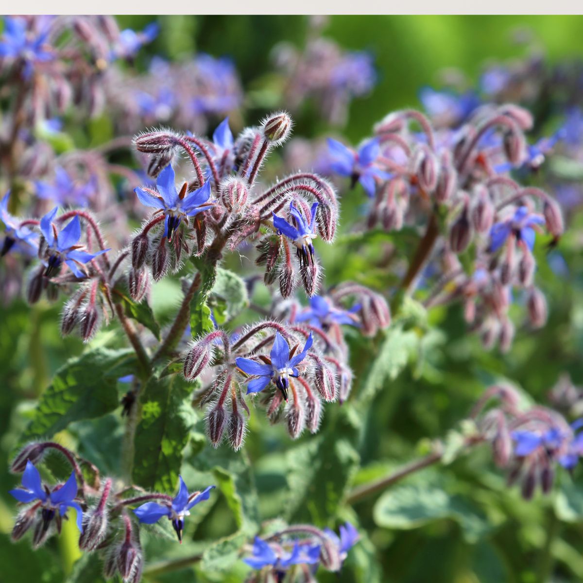 borage plant