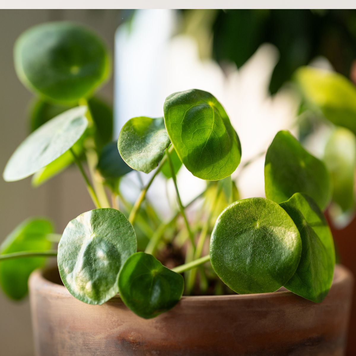 chinese money plant