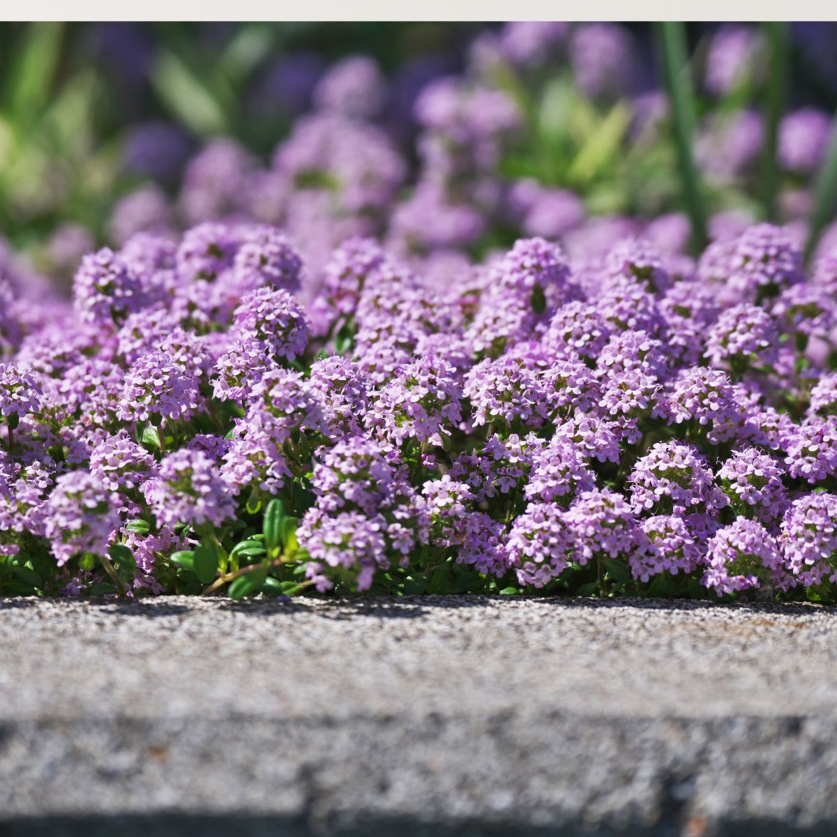 creeping thyme 2