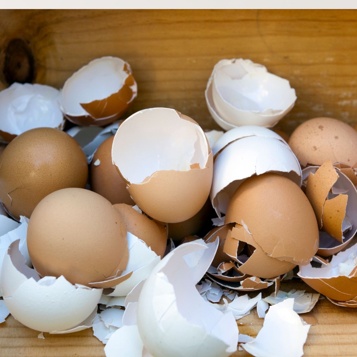 eggshells 3