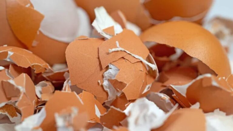 eggshells