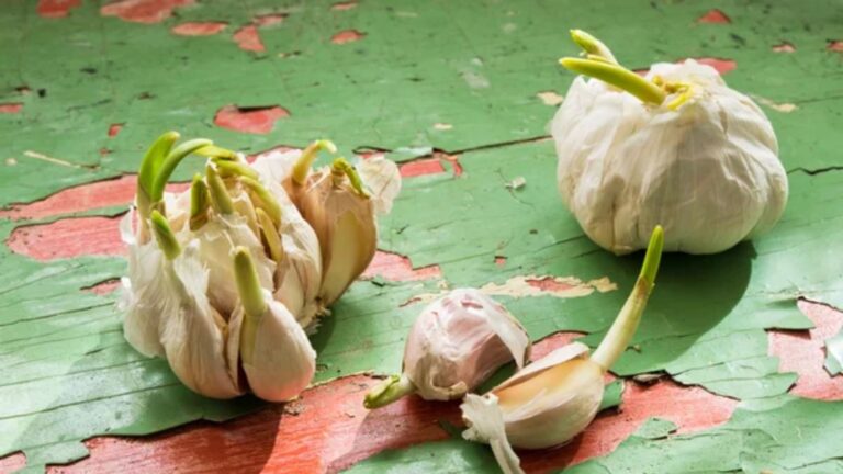 Found Green Shoots in Your Garlic? Here’s What That Means