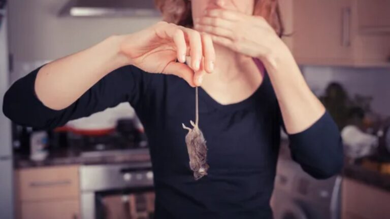 Stop Doing This: Minor Habits That Bring Mice and Rats to Your Property