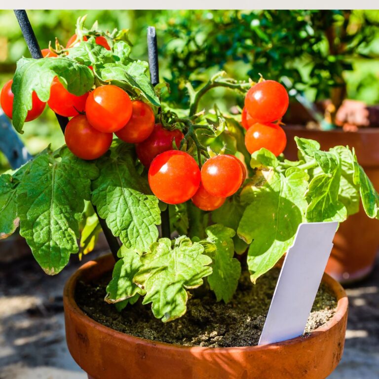 Can Baking Soda Help Your Tomato Plants? Here’s What Gardeners Say