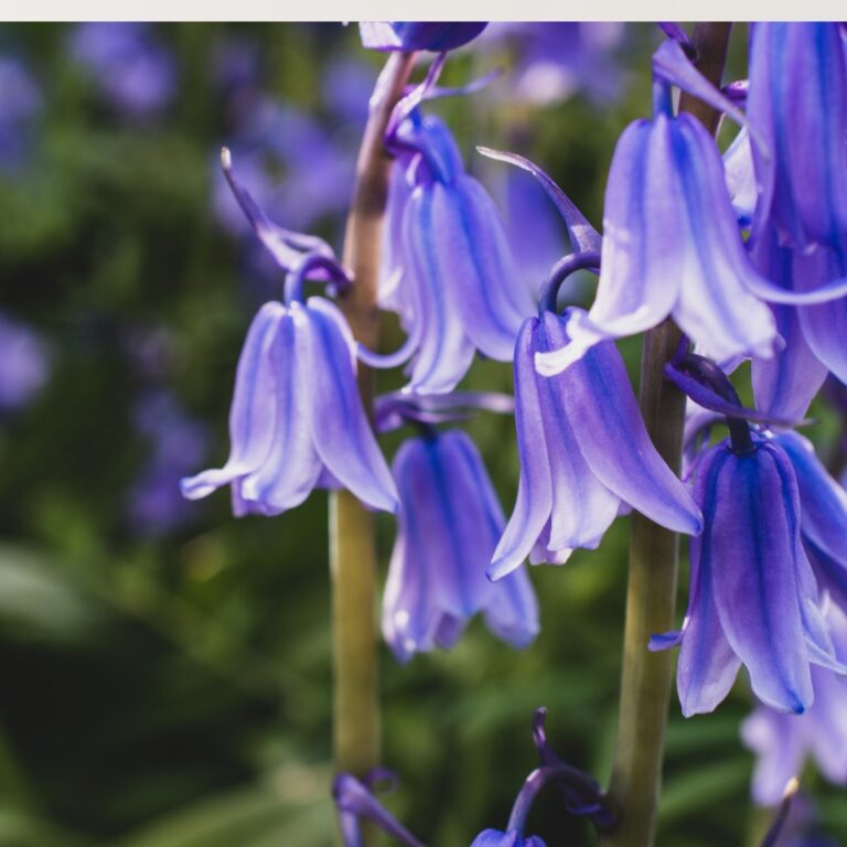 10 Plants That Actually Grow Better in Shade