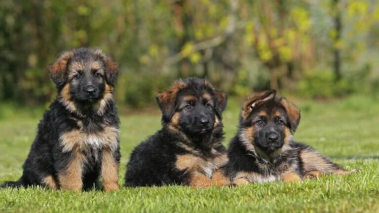 12 Dog Breeds That Look Intimidating but Are Devoted to Their Owners
