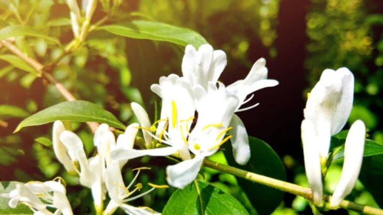 12 Invasive Plants That Can Quickly Take Over Your Garden
